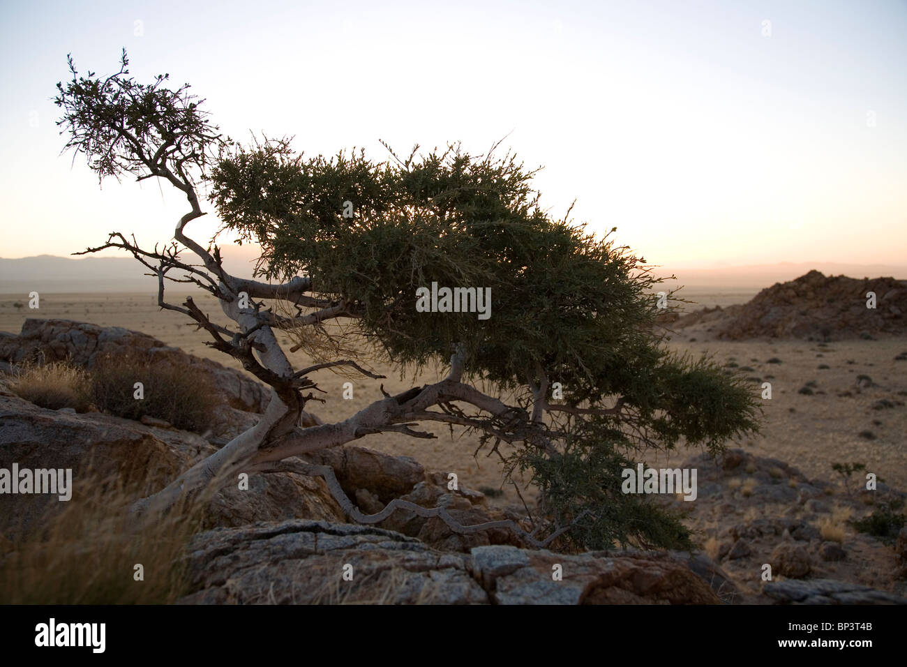 Albero nel paesaggio del sud della Namibia Foto Stock