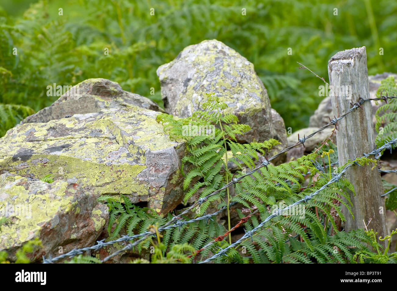 Asciugare la parete di pietra e filo spinato - un buon modo per scoraggiare l'accesso a terreni privati. Il Lake District, REGNO UNITO Foto Stock