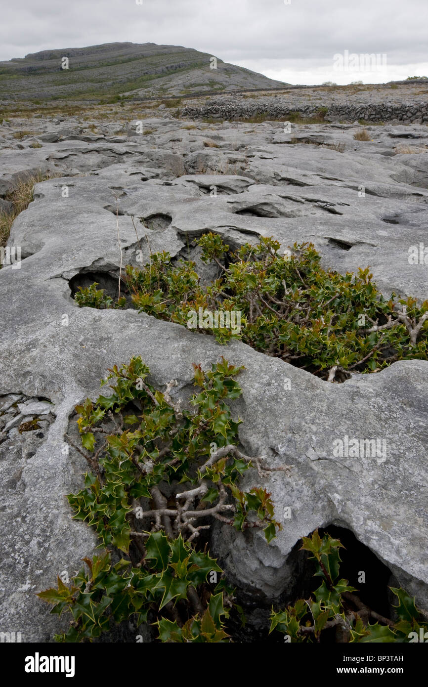 Antica dwarf nodose agrifoglio alberi che crescono sulla pavimentazione di pietra calcarea a Mullagh Mor, Burren, Eire Foto Stock