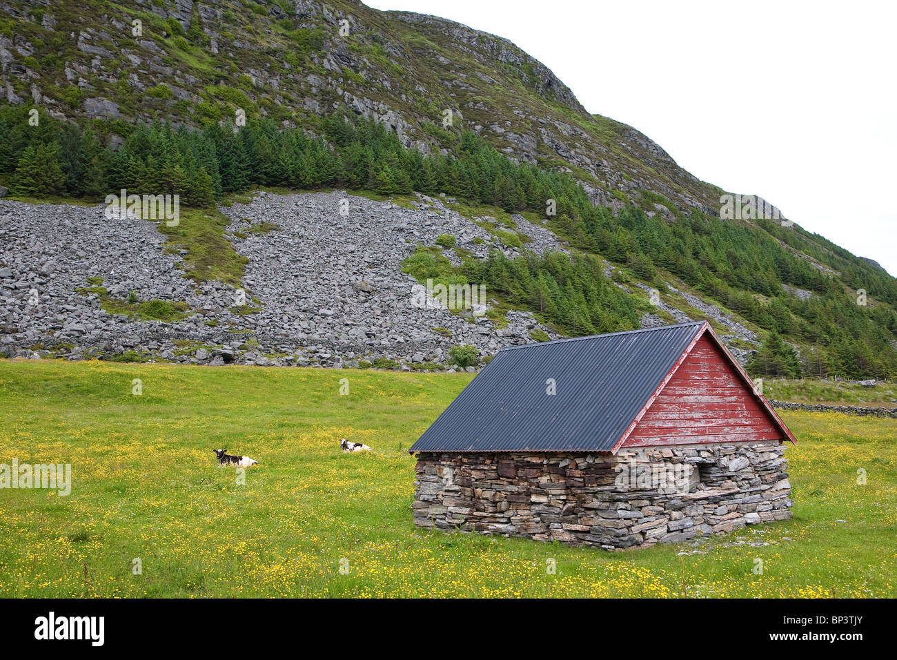 Bovini della specie 'Vestlandsk Fjordfe' in campi erbosi sull'isola Runde sulla costa occidentale della Norvegia, Scandinavia. Foto Stock