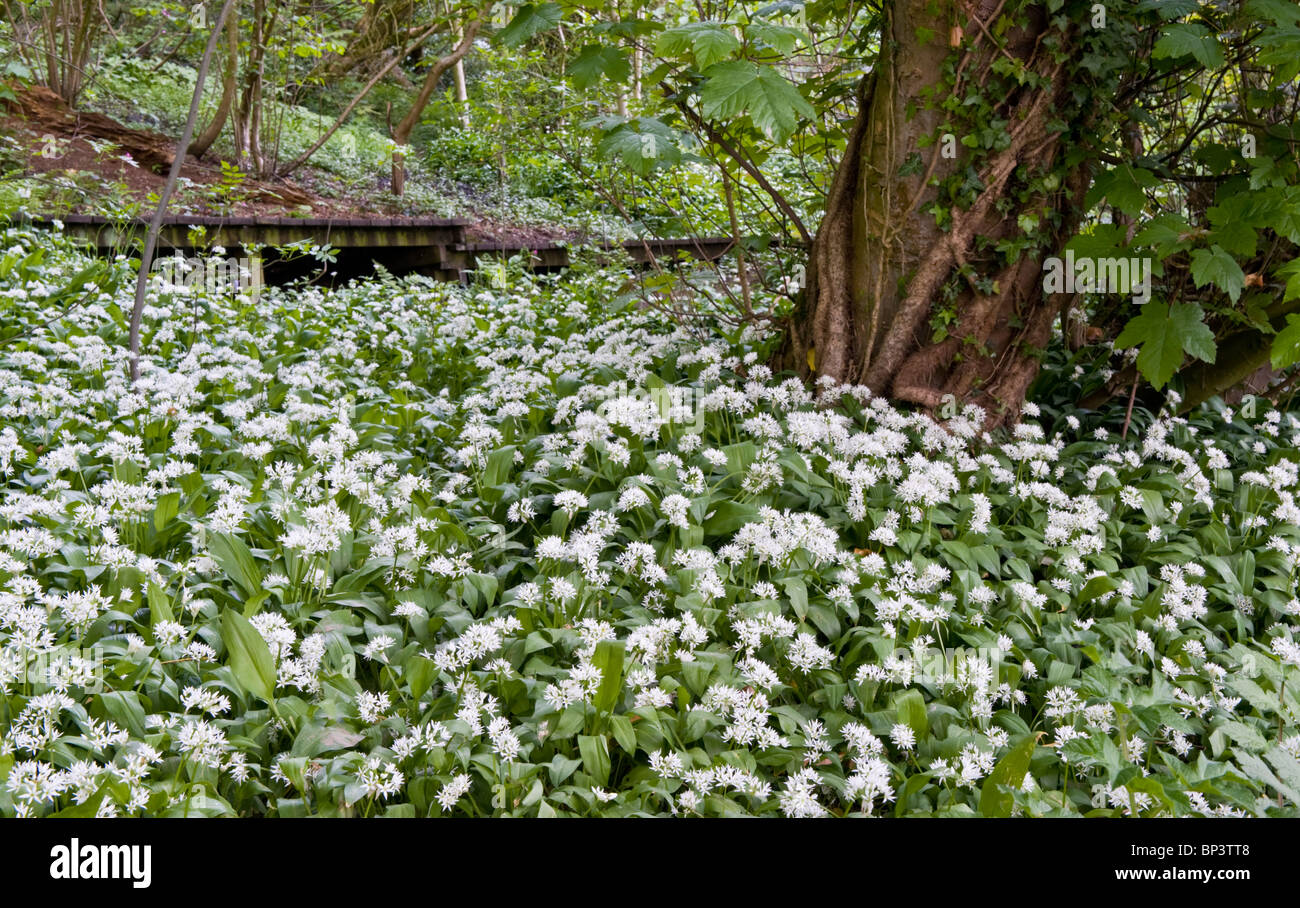 Aglio selvatico o Allium ursinum in ambiente boschivo, Cheshire, Inghilterra, Regno Unito Foto Stock