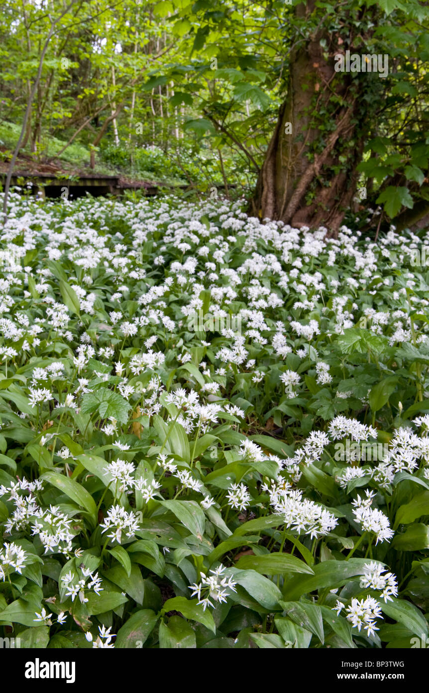 Aglio selvatico o Allium ursinum in ambiente boschivo, Cheshire, Inghilterra, Regno Unito Foto Stock