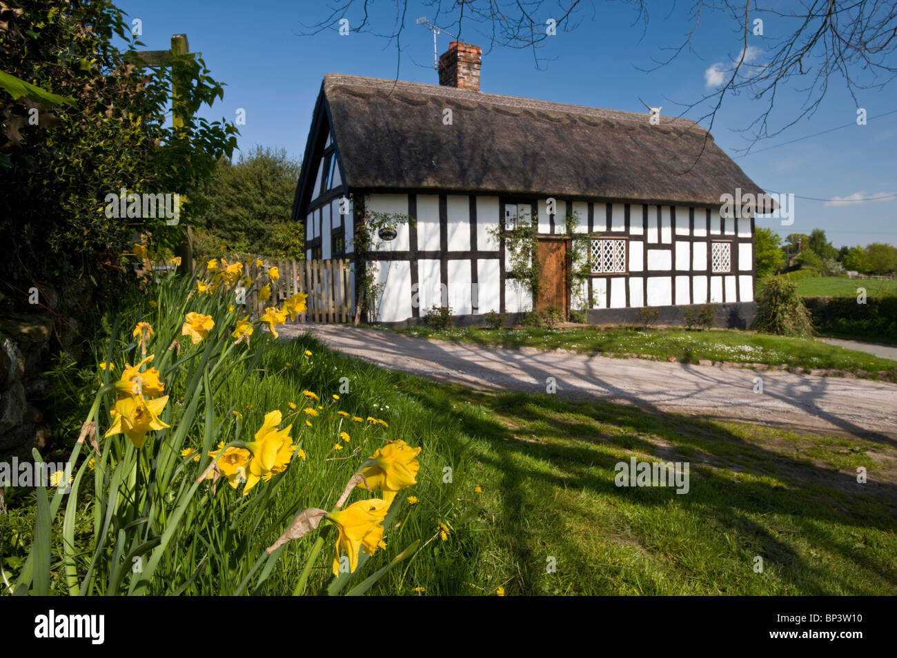 Bianco & Nero tradizionale cottage di Cheshire, Peckforton, Cheshire, Inghilterra, Regno Unito Foto Stock
