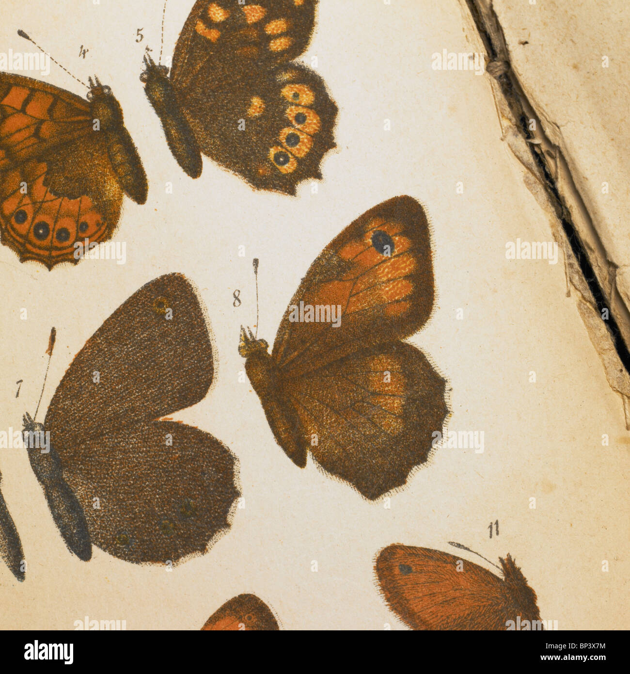 Vecchia piastra libro Histoire Naturelle de la France, Papillons Foto Stock