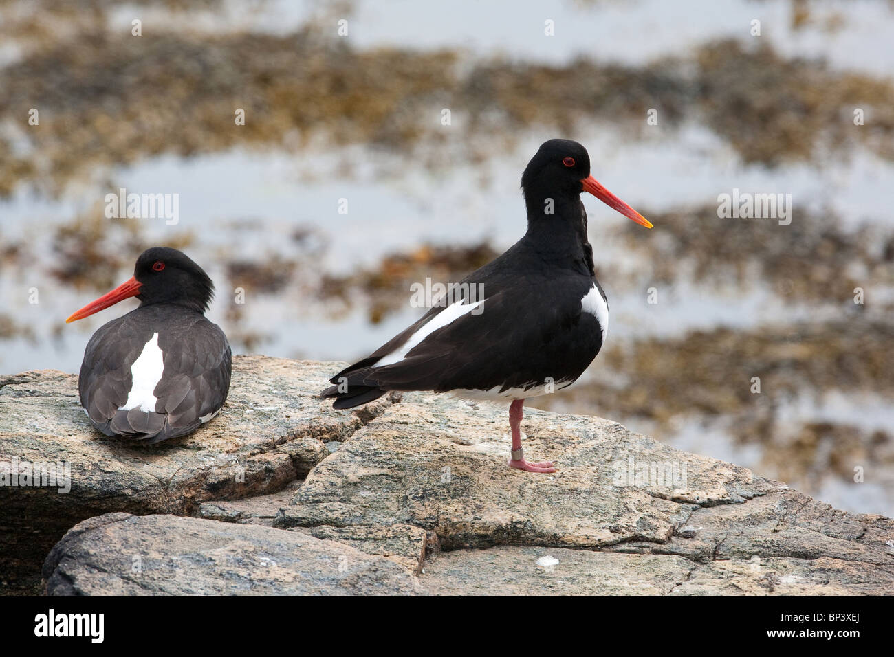 Oysterscatcher eurasiano, Haematopus ostralegus, sull'isola di Runde, costa occidentale dell'Atlantico, Møre og Romsdal, Norvegia. Foto Stock