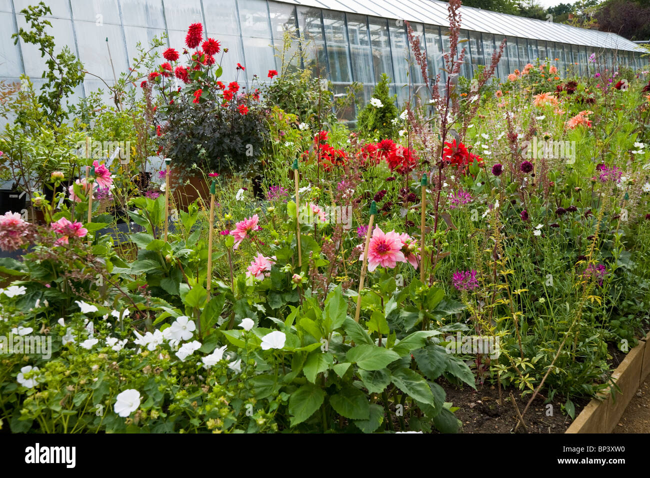 Impianti - piantate ad ispirare - in un letto di fiori / piantagione / impianti a Petersham vivai, Petersham. Richmond Upon Thames. Regno Unito. Foto Stock