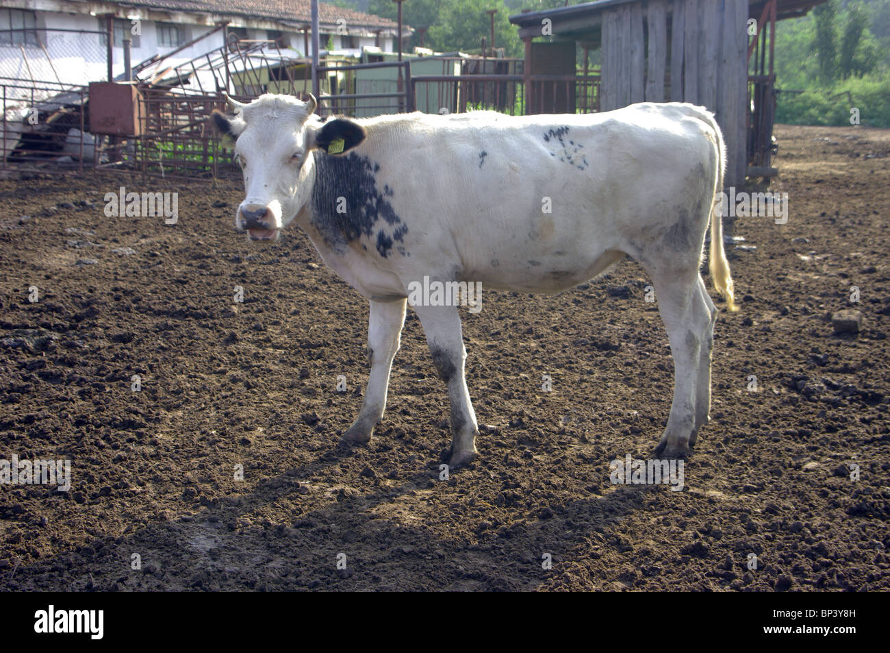 Giovane vacca fattoria ecologica in Bulgaria. Foto Stock