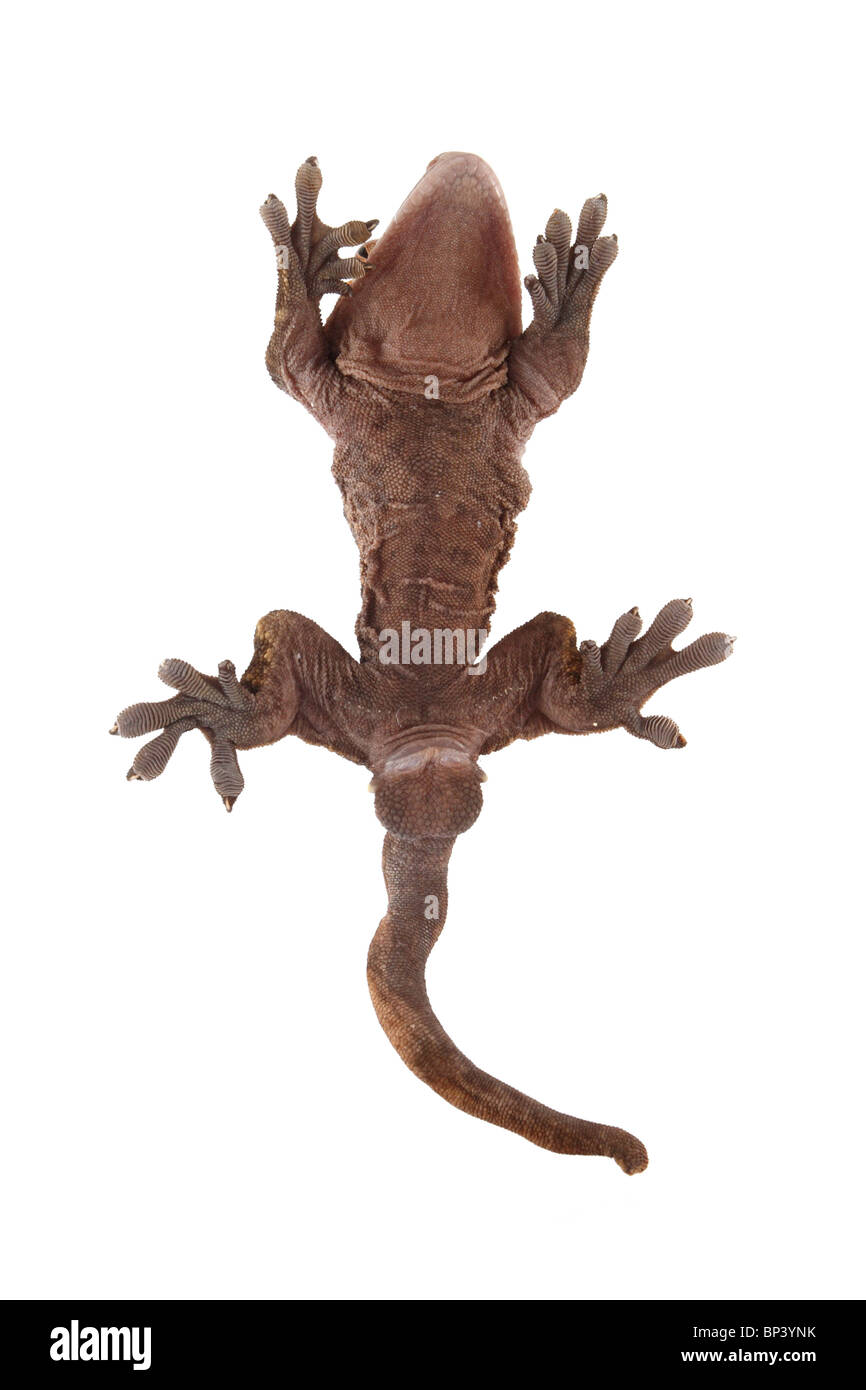 Voce maschile Crested Geco Rhacodactylus ciliatus su sfondo bianco Foto Stock