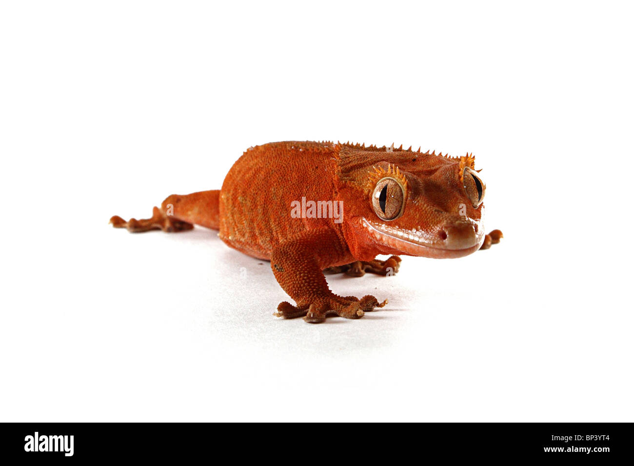 Crested femmina geco Rhacodactylus ciliatus su sfondo bianco Foto Stock