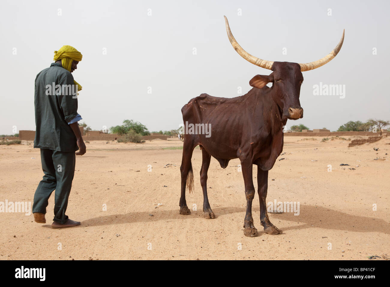 ABALA, NIGER, 30 Luglio 2010: Uomini ottenere un debole mucca che aveva collpsed torna sui suoi piedi. Foto di Mike Goldwater / Christian Aid Foto Stock