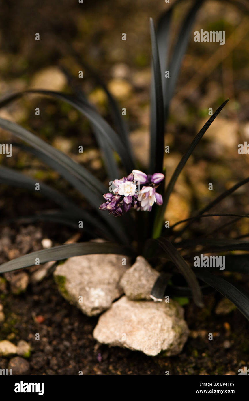 Ophiopogon planiscapus nigrescens, Nero Lilyturf, in fiore Foto Stock