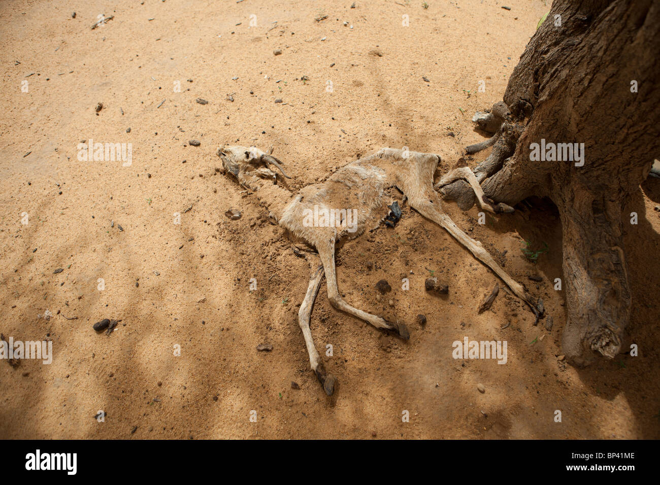 ABALA, NIGER, 30 Luglio 2010: una capra morto giace morto da un albero, ucciso dalla siccità. Foto Stock
