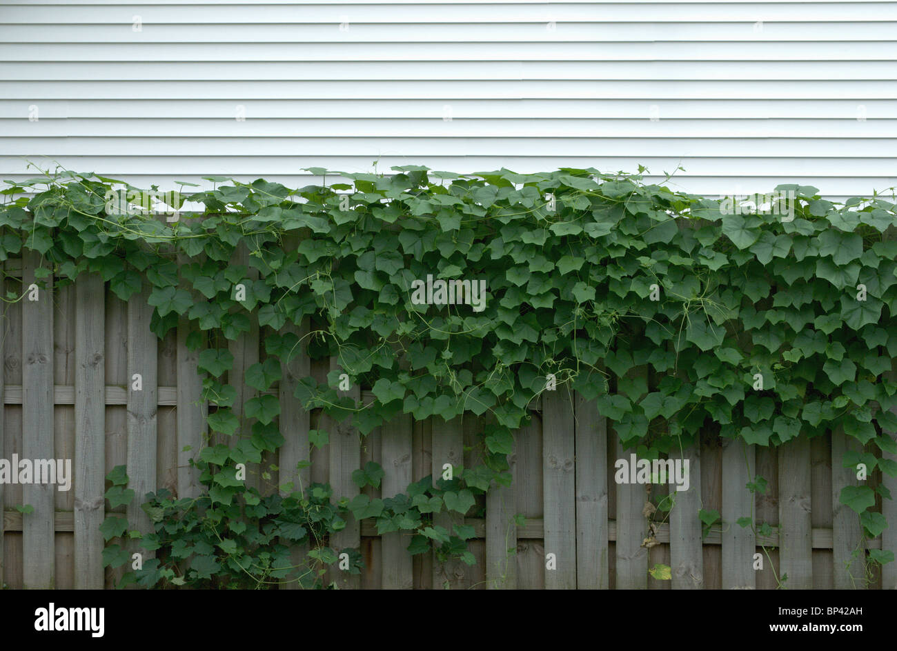 Ivy copre recinto in legno nella parte anteriore della casa suburbana. Foto Stock