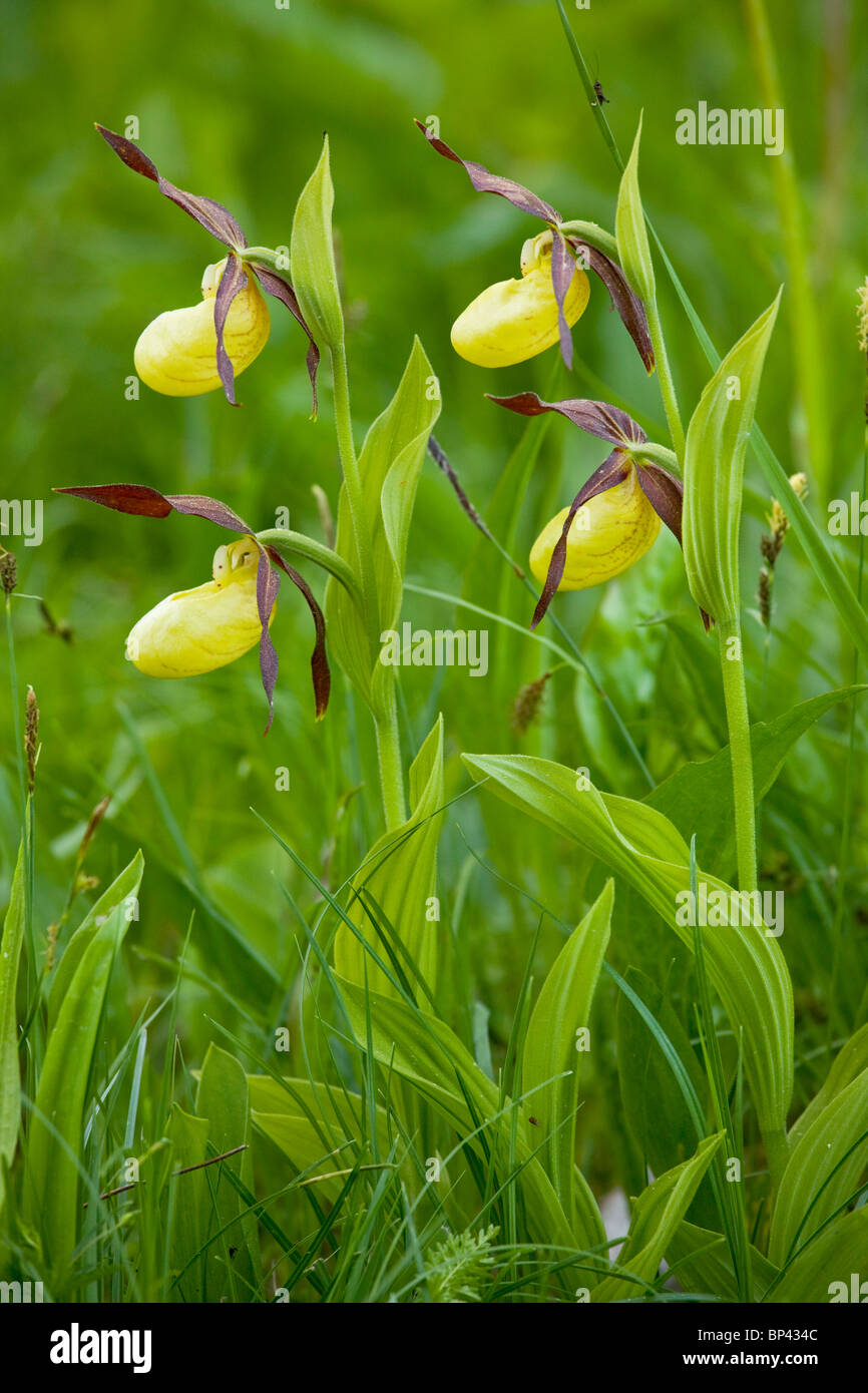 Bel ciuffo di Pianella della Madonna orchidee, Cypripedium calceolus Estonia Foto Stock