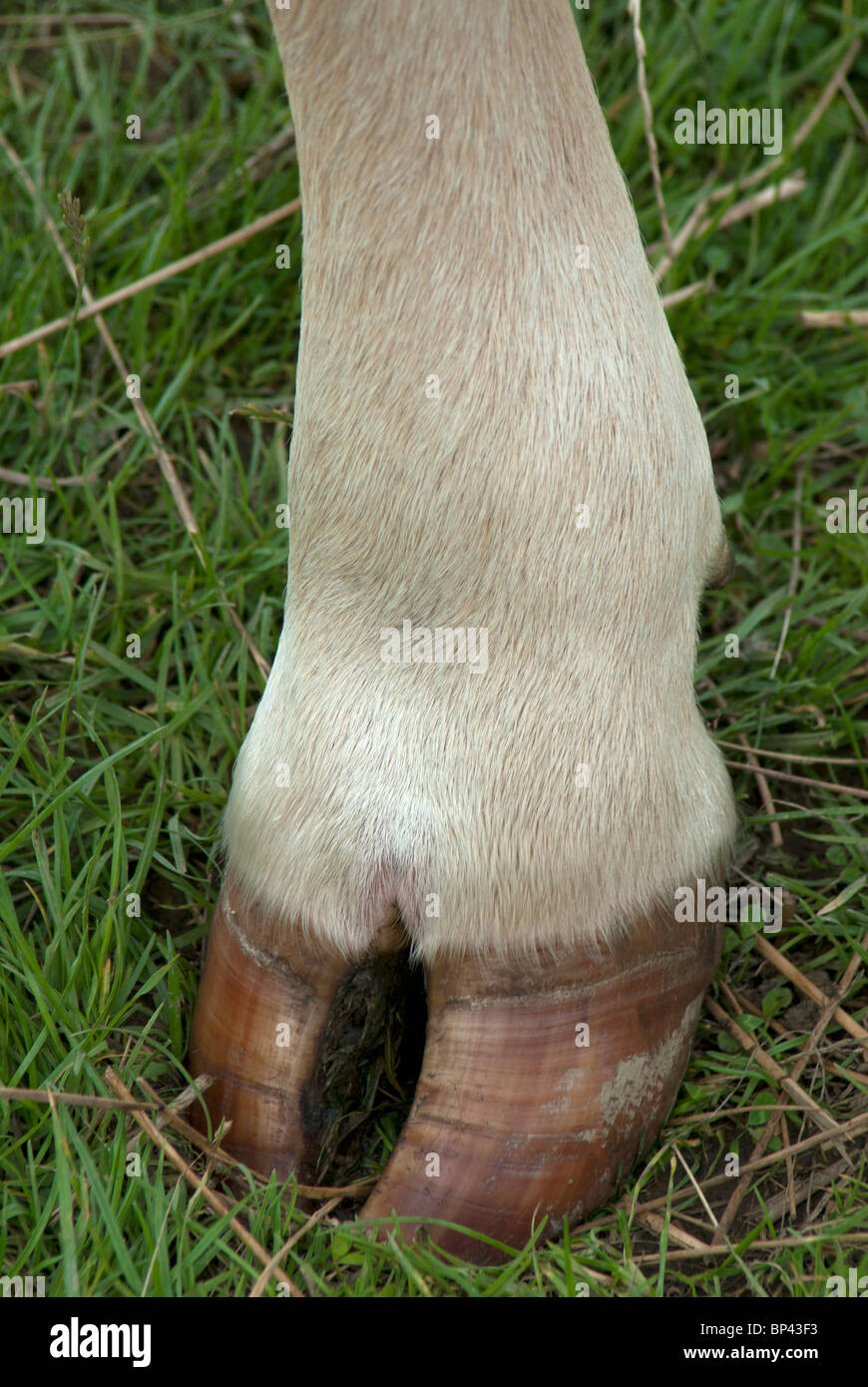 Zoccolo di mucca immagini e fotografie stock ad alta risoluzione - Alamy