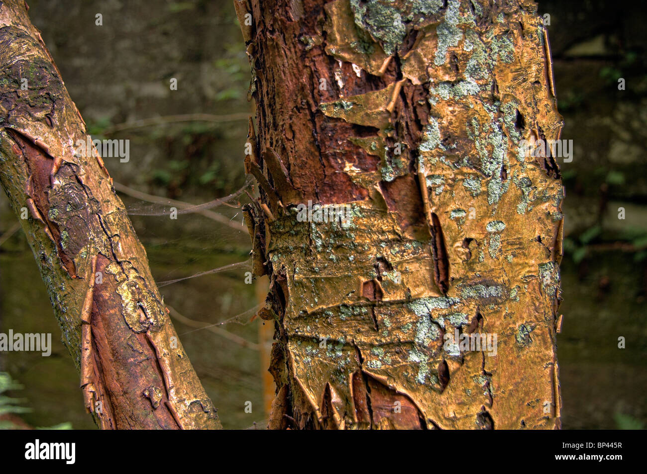 Peeling di corteccia di un albero, il bordo, Alderley Edge, Cheshire, Inghilterra, Regno Unito Foto Stock