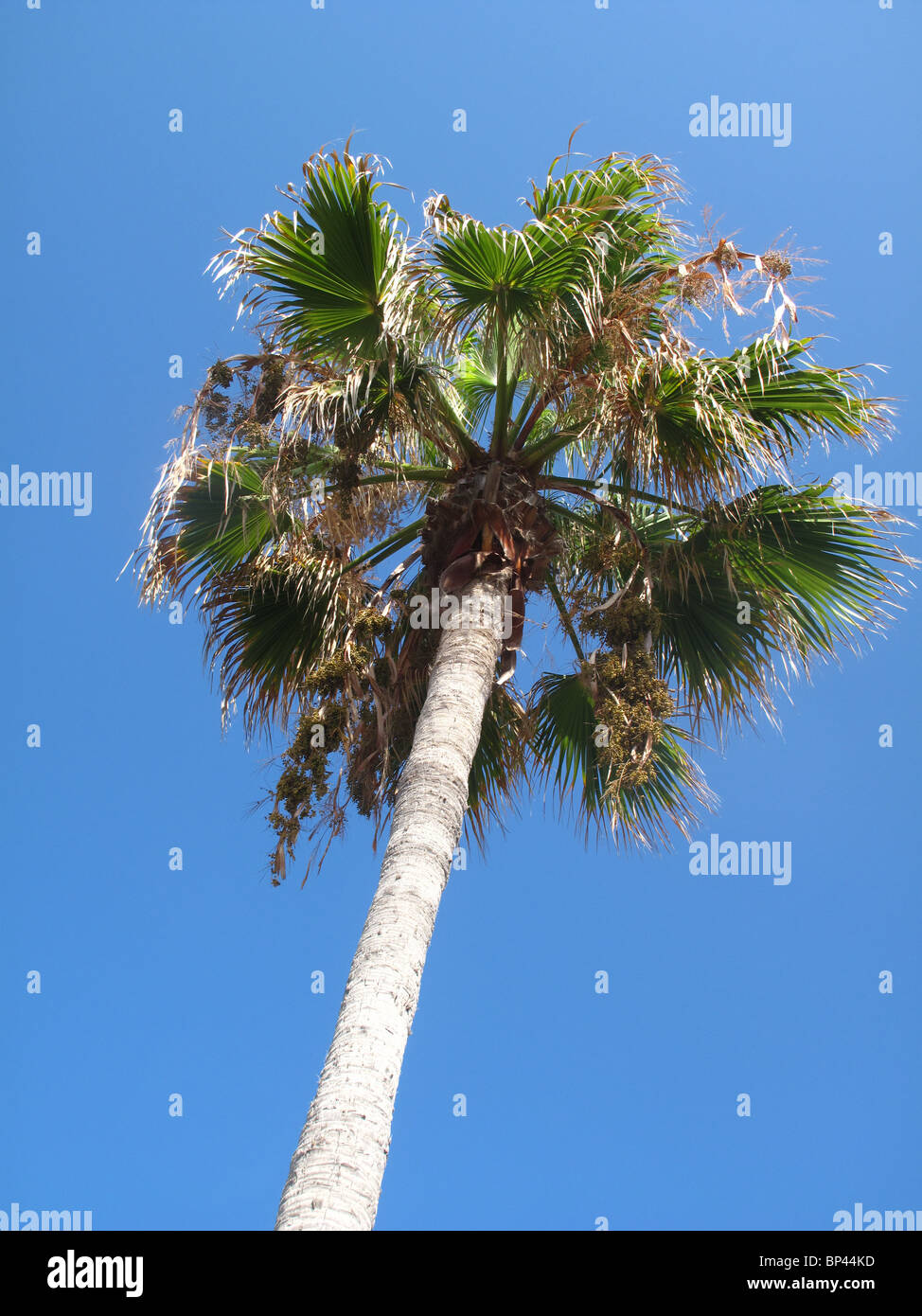 Palm tree contro il cielo blu Foto Stock