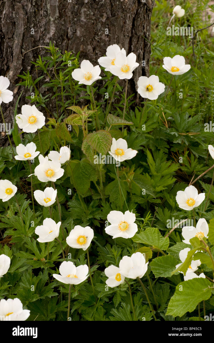 Snowdrop Windflower, Anemone sylvestris in masse su Saarema, Estonia Foto Stock