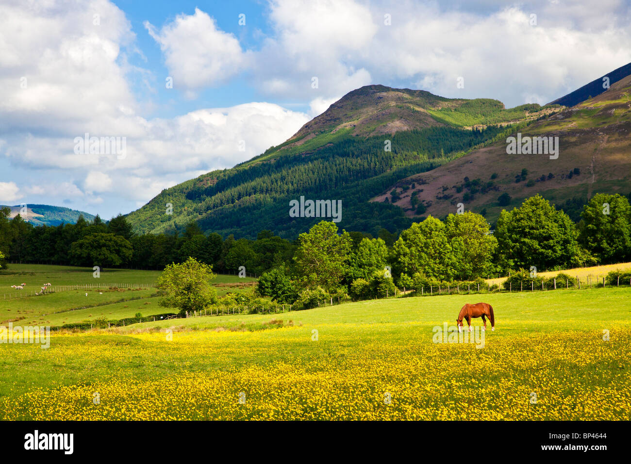 Un prato di renoncules e cavallo al pascolo sotto Dodd Near Keswick nel Parco Nazionale del Distretto dei Laghi, Cumbria, England, Regno Unito Foto Stock