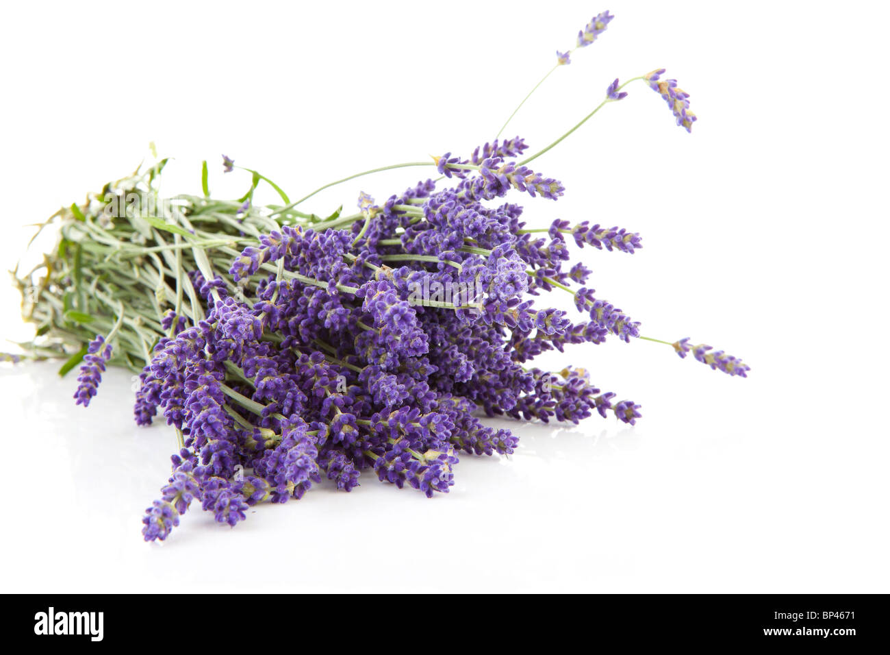 Mazzo di fiori di lavanda pizzicata isolati su sfondo bianco Foto Stock