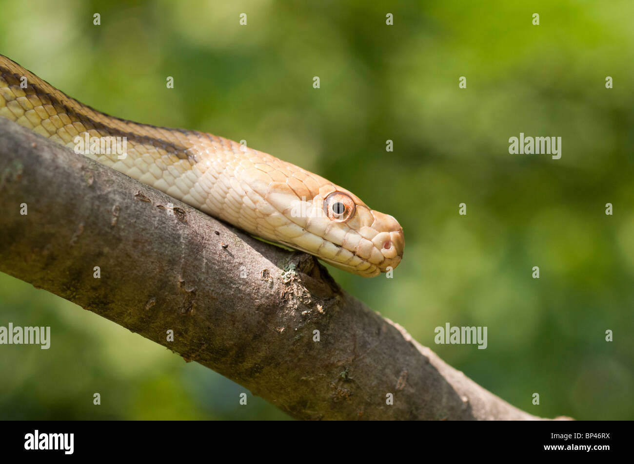 Ratto giallo serpente Elaphe obsoleta quadrivittata, nativo di EST negli Stati Uniti Foto Stock