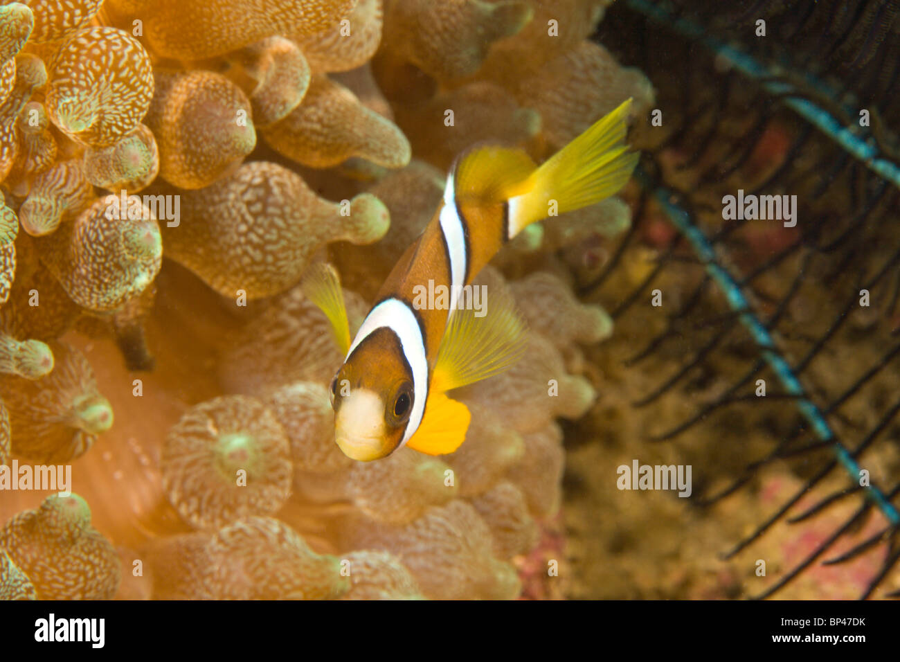 Clark (Anemonefish Amphiprion clarkii), Puerto Gallera, Filippine, Sud-est asiatico Foto Stock