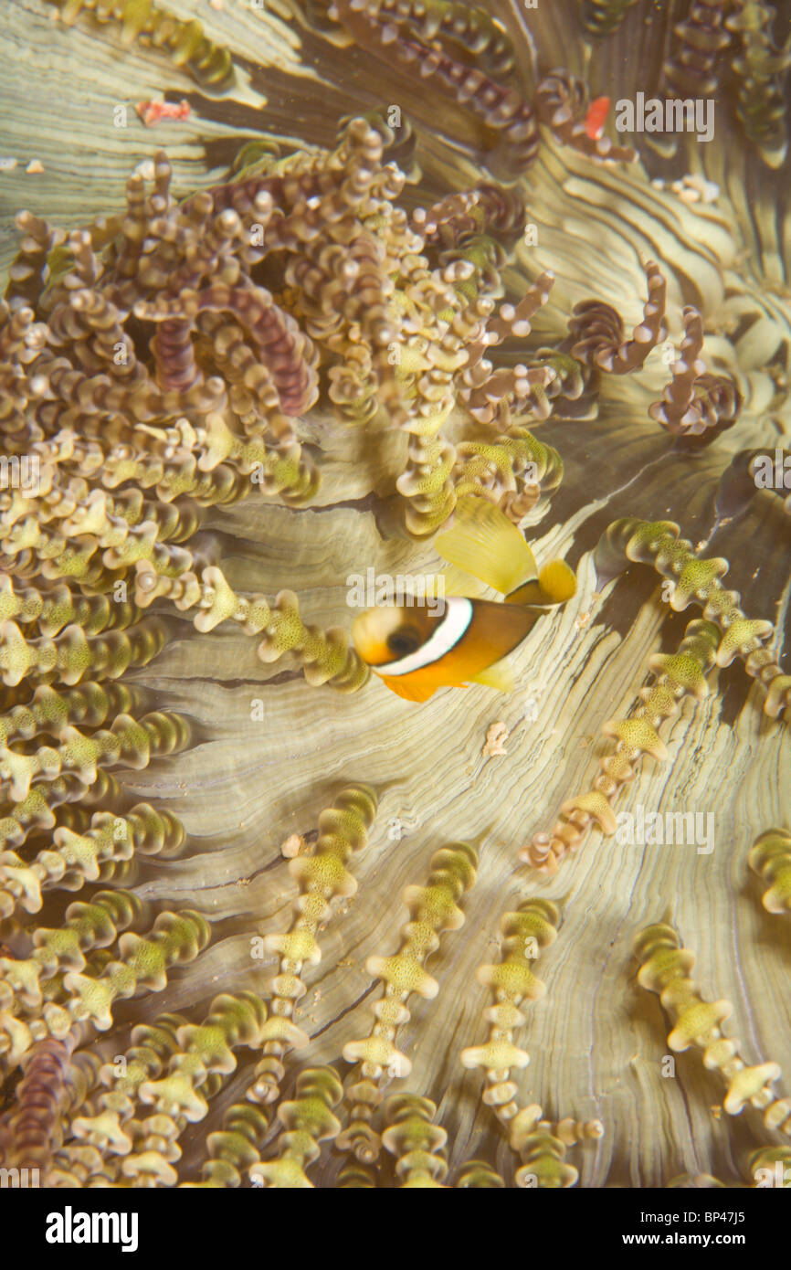 Clark (Anemonefish Amphiprion clarkii), Puerto Gallera, Filippine, Sud-est asiatico Foto Stock