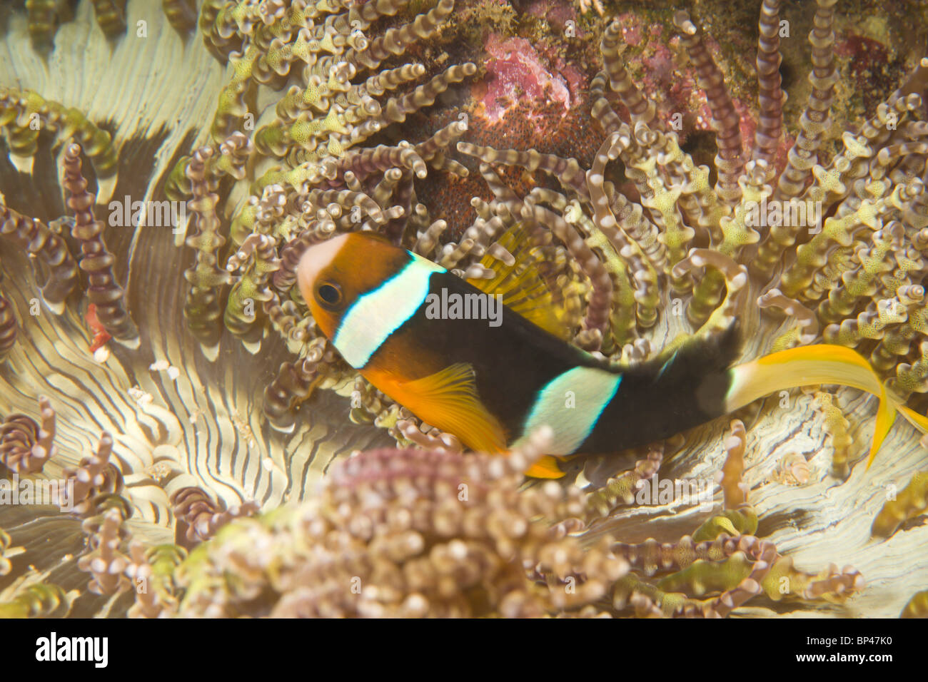 Clark (Anemonefish Amphiprion clarkii), Puerto Gallera, Filippine, Sud-est asiatico Foto Stock