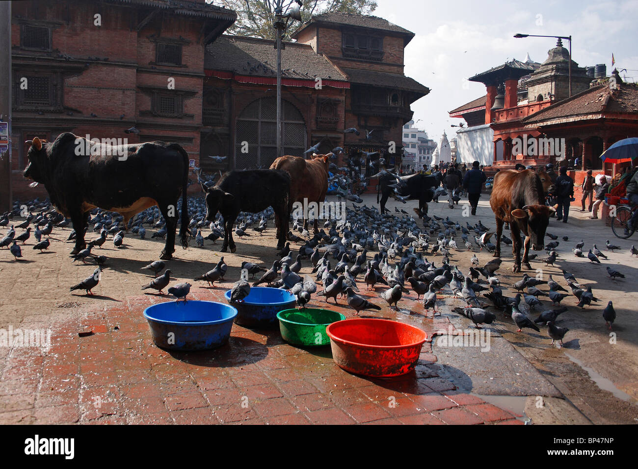 KATHMANDU, Nepal, 2008: vacche sacre e Piccioni in Durbar Square, è una delle tre città regie in Kathmandu. Foto Stock