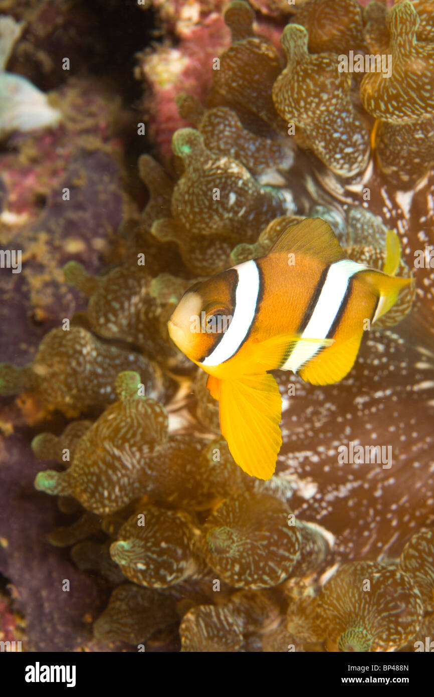 Clark (Anemonefish Amphiprion clarkii), Puerto Gallera, Filippine, Sud-est asiatico Foto Stock