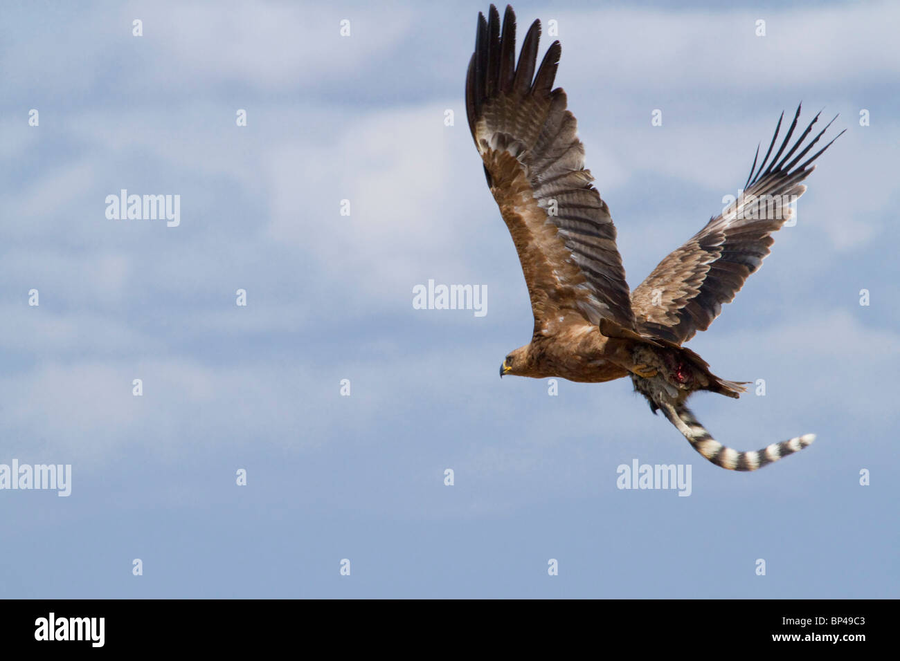 Aquila africana (Aquila rapax) che porta il genetto catturato nelle sue artigli, Tsavo East National Park, Kenya.. Foto Stock