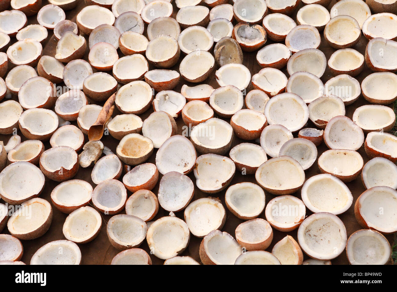 Copra con essiccazione al sole al di fuori di un negozio nelle zone rurali del Kerala, India. Foto Stock