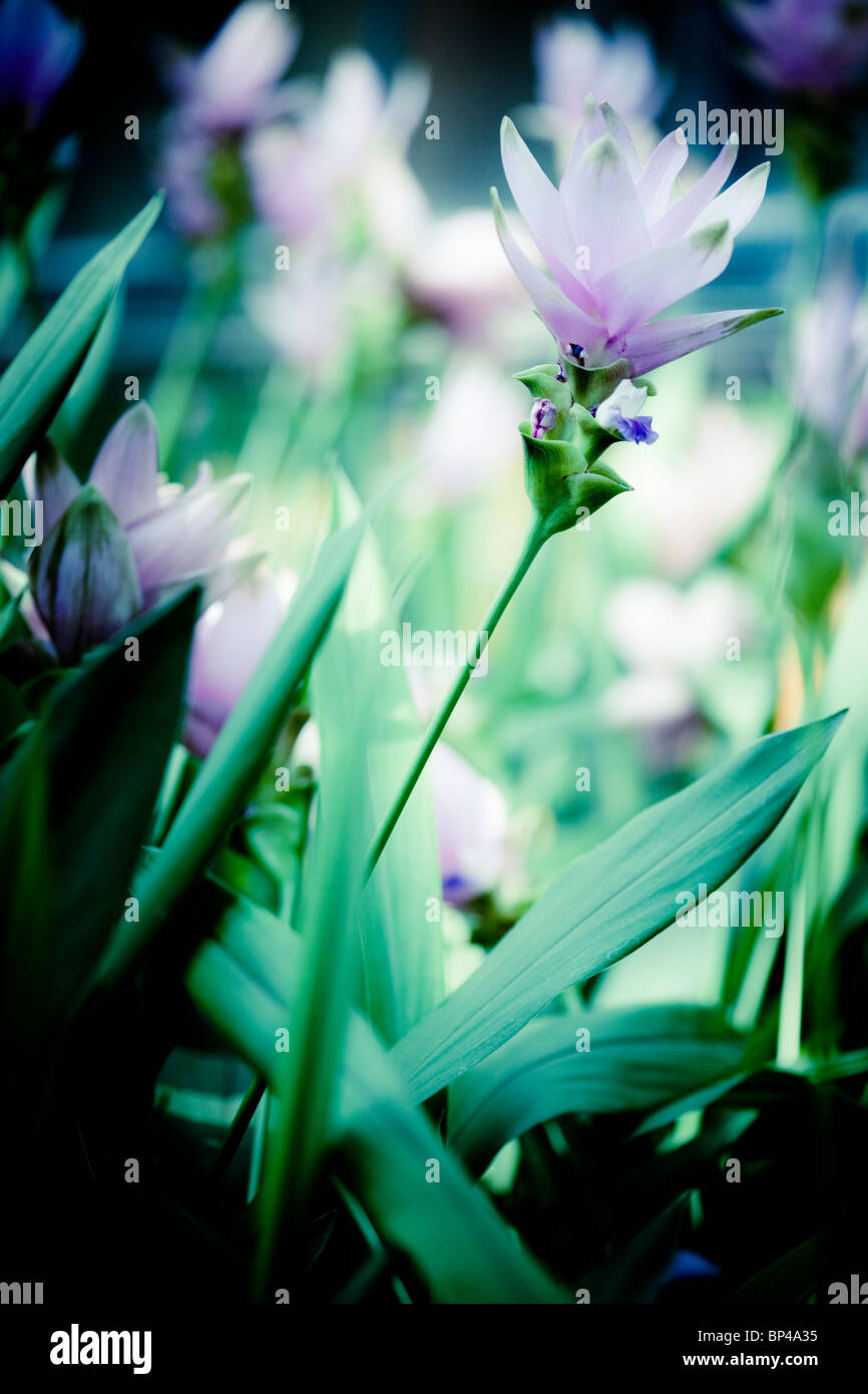 Siam Tulipani (Curcuma alismatifolia) decorare il Conservatorio di Longwood Gardens di Kennett Square, Pennsylvania. Foto Stock
