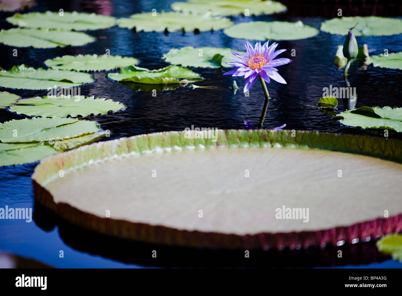 Un host di tropicale waterlilies, Hardy waterlilies, lotuses, e acqua gigante-vassoi crescere in stagni di fior di loto in Longwood Gardens. Foto Stock