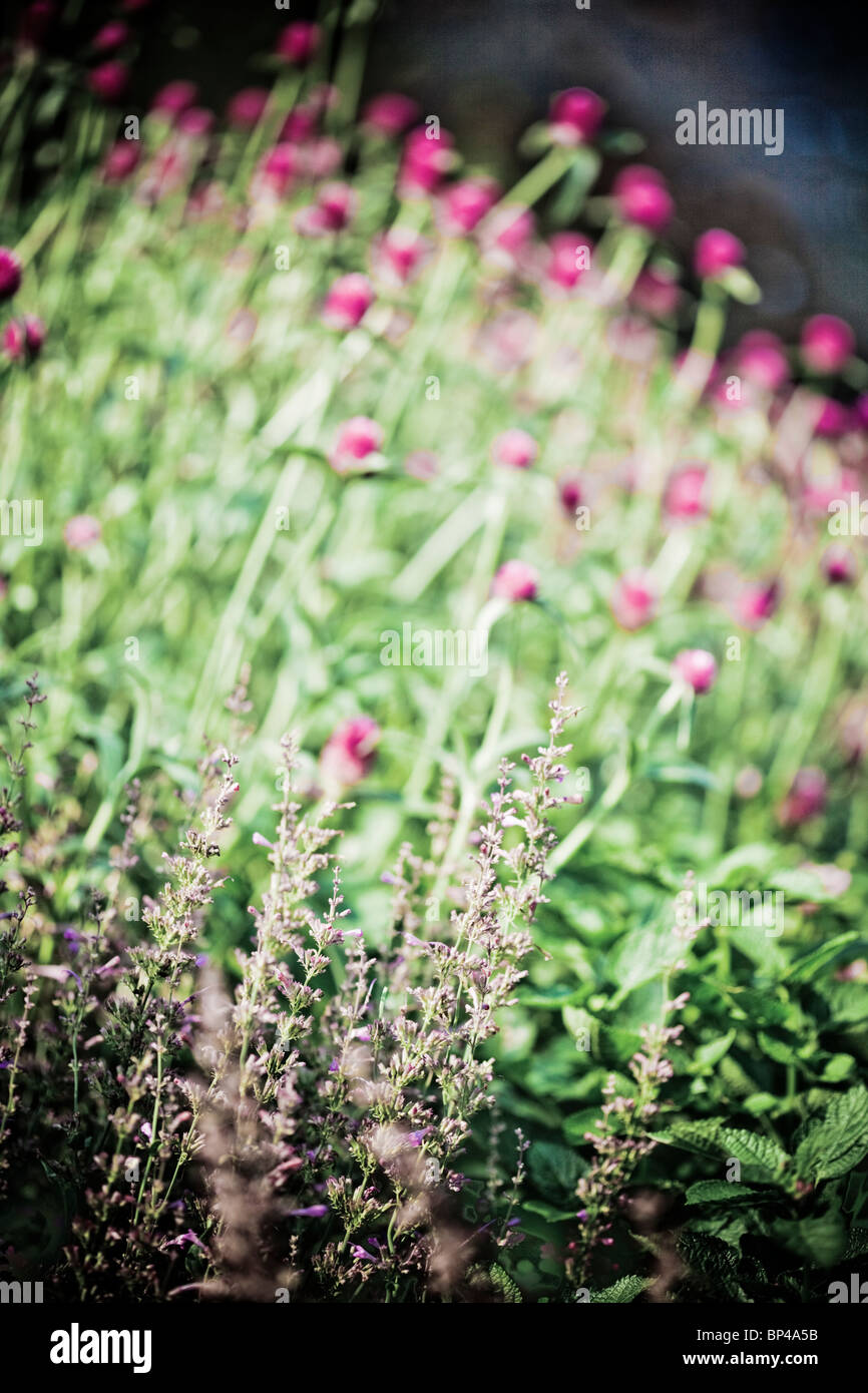 Fiori linea uno del Longwood Gardens' molti visualizza in Kennett Square, Pennsylvania. Foto Stock