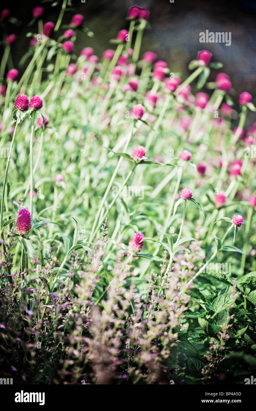 Fiori linea uno del Longwood Gardens' molti visualizza in Kennett Square, Pennsylvania. Foto Stock