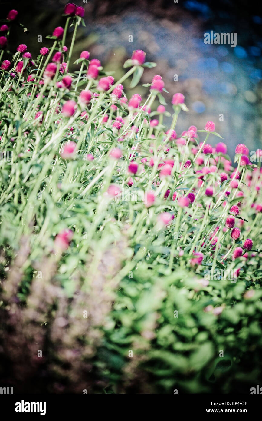 Fiori linea uno del Longwood Gardens' molti visualizza in Kennett Square, Pennsylvania. Foto Stock