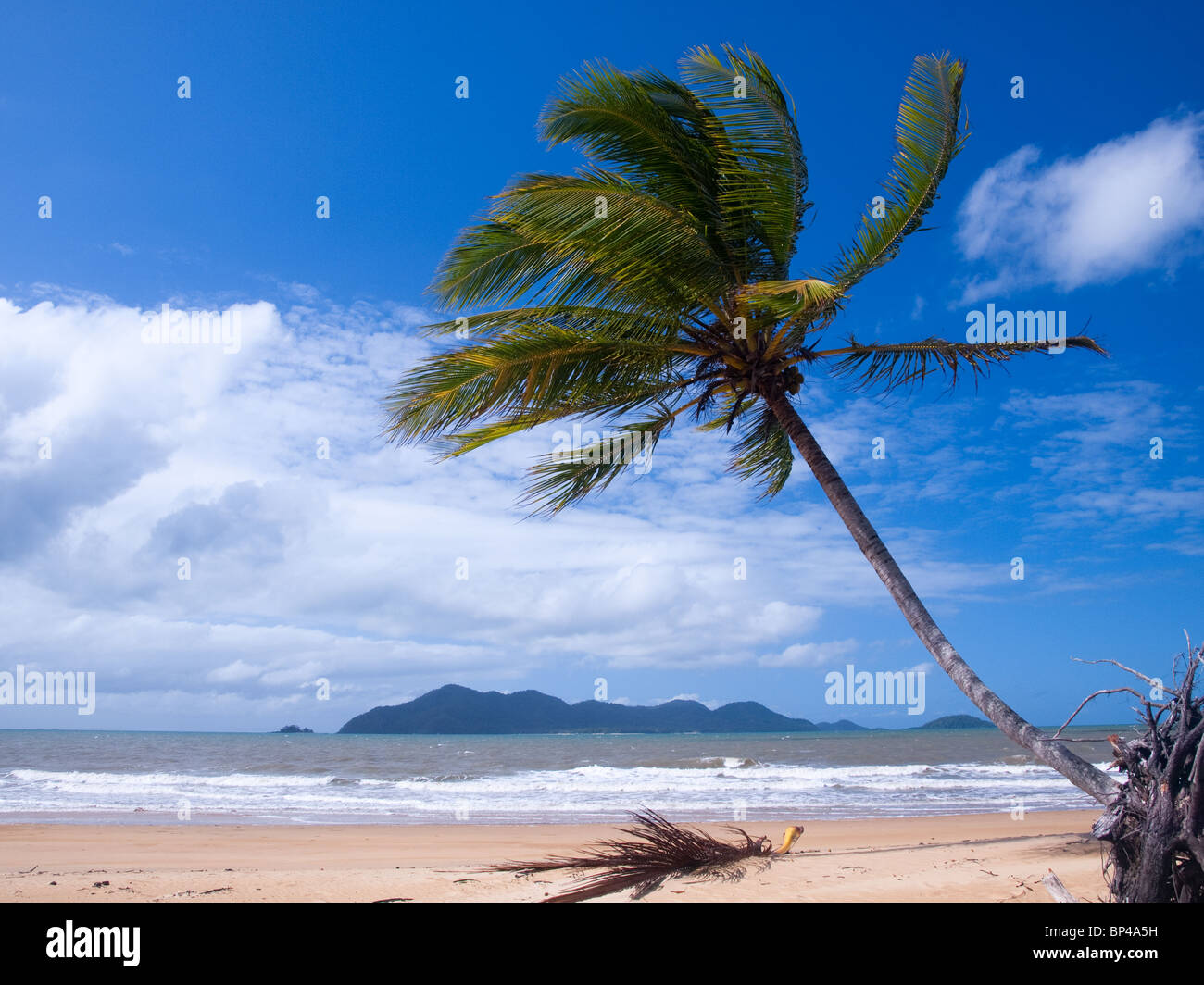 Una solitaria palma da cocco a South Mission Beach, Australia. Foto Stock