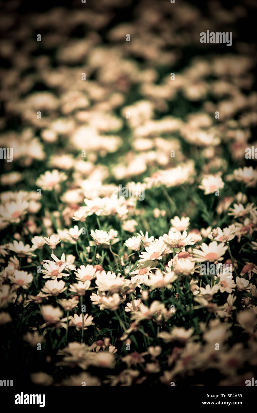 Fiori linea uno del Longwood Gardens' molti visualizza in Kennett Square, Pennsylvania. Foto Stock