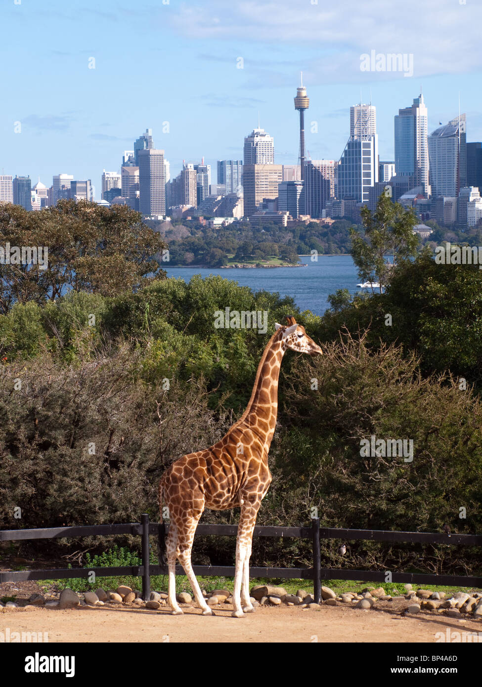 Le giraffe al Taronga Zoo ammirare la migliore vista di Sydney, Australia. Foto Stock
