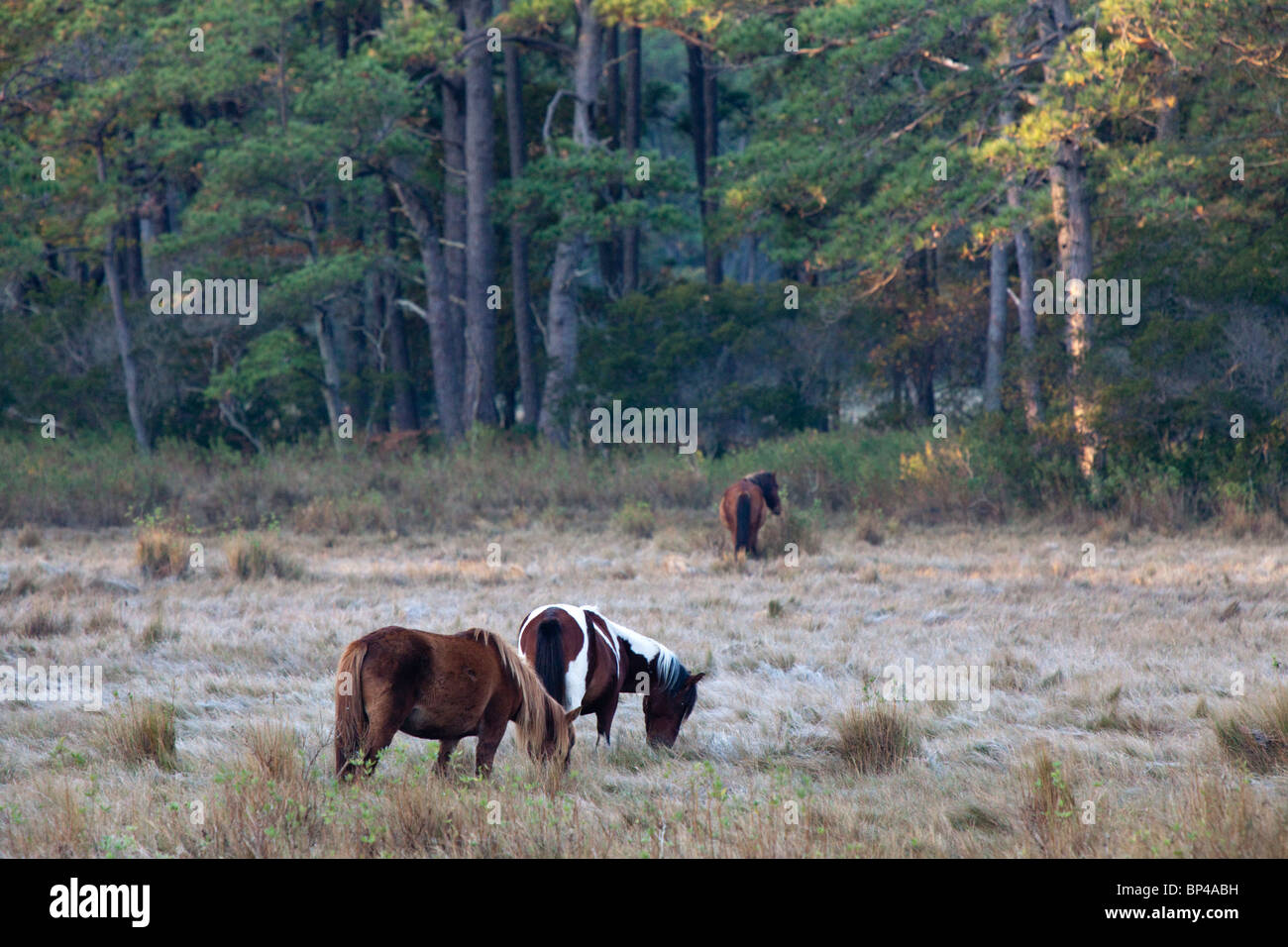 Pony selvatici in Chincoteague National Wildlife Refuge su Assateague Island, Virginia. Foto Stock