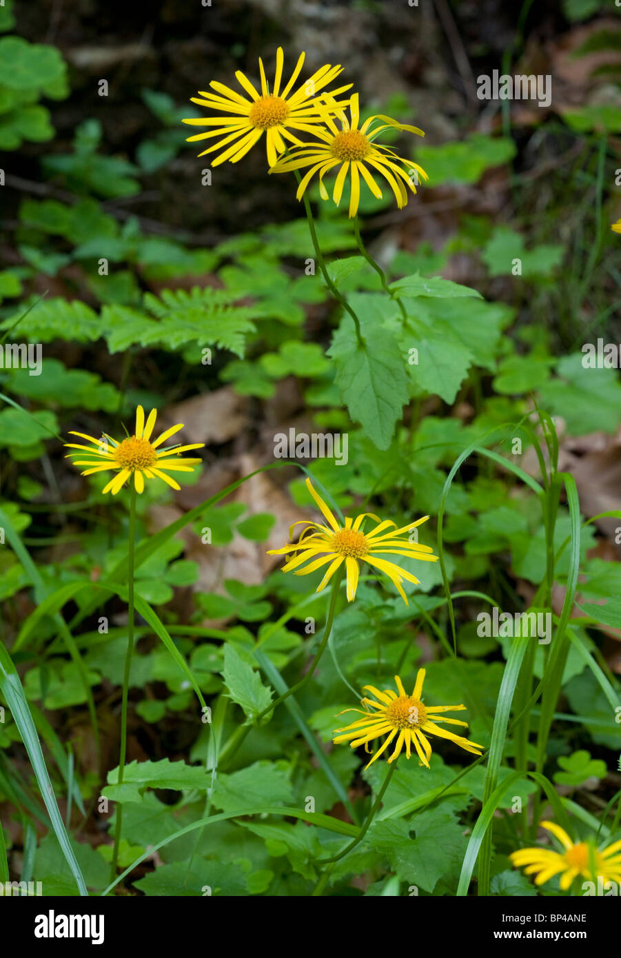 Un Leopard's Bane Doronicum orientale della Romania. Foto Stock