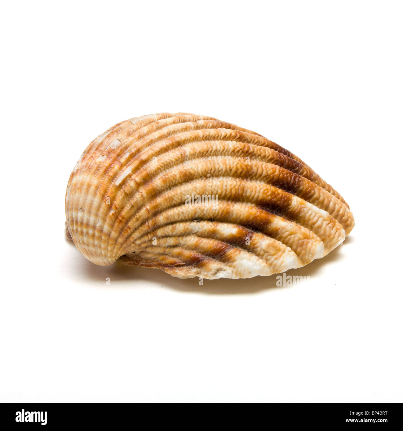 Clam shell metà dalla prospettiva bassa isolata contro il bianco. Foto Stock