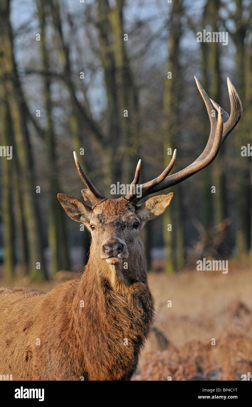 Red Deer: Cervus elaphus. Feste di addio al celibato con un capannone di corna. Il Parco di Richmond, Surrey, Inghilterra Foto Stock