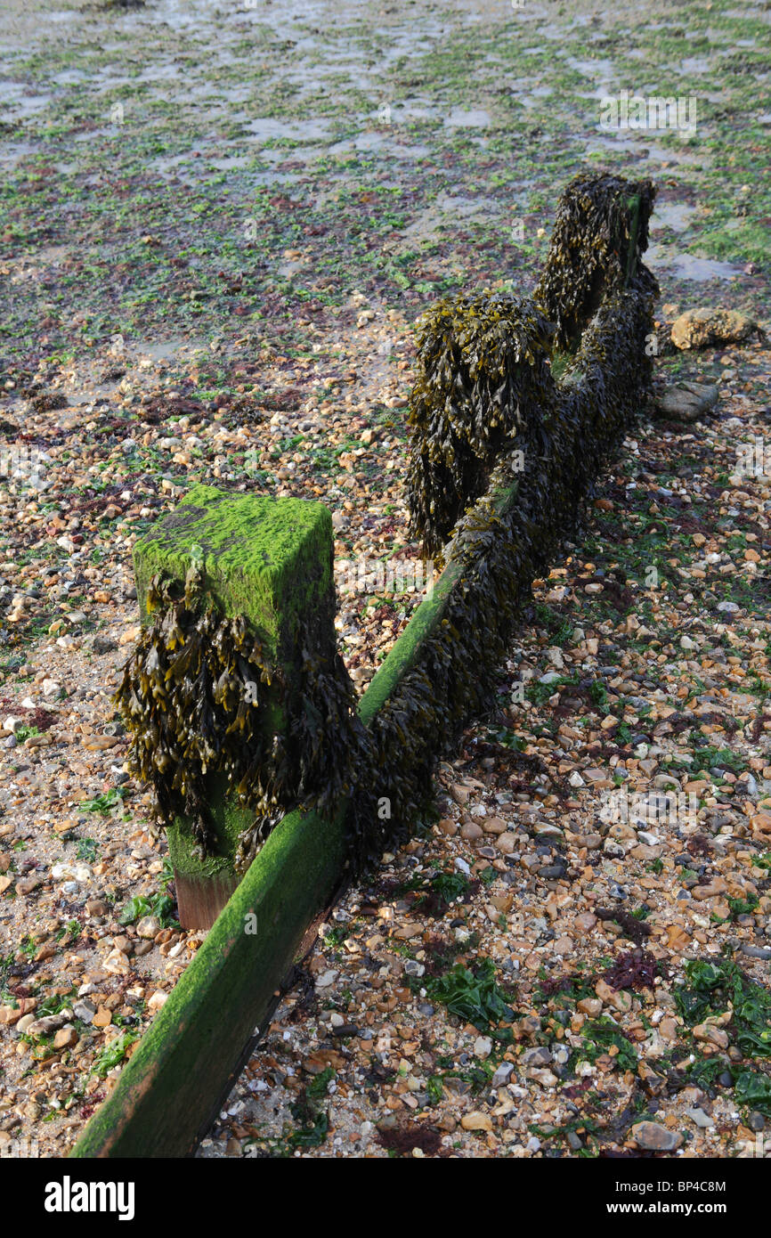 Struttura di frangionde in legno sulla spiaggia di Hillhead, Fareham, Hampshire, Inghilterra, Regno Unito. Foto Stock