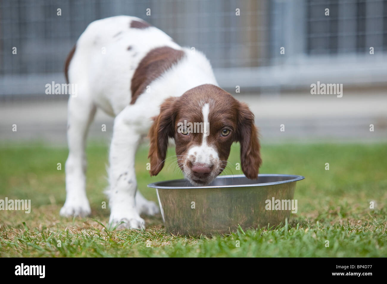 Un fegato e white English Springer Spaniel cucciolo di mangiare il cibo per cani da un metallo dog bowl collocato al di fuori in un giardino di erba Foto Stock