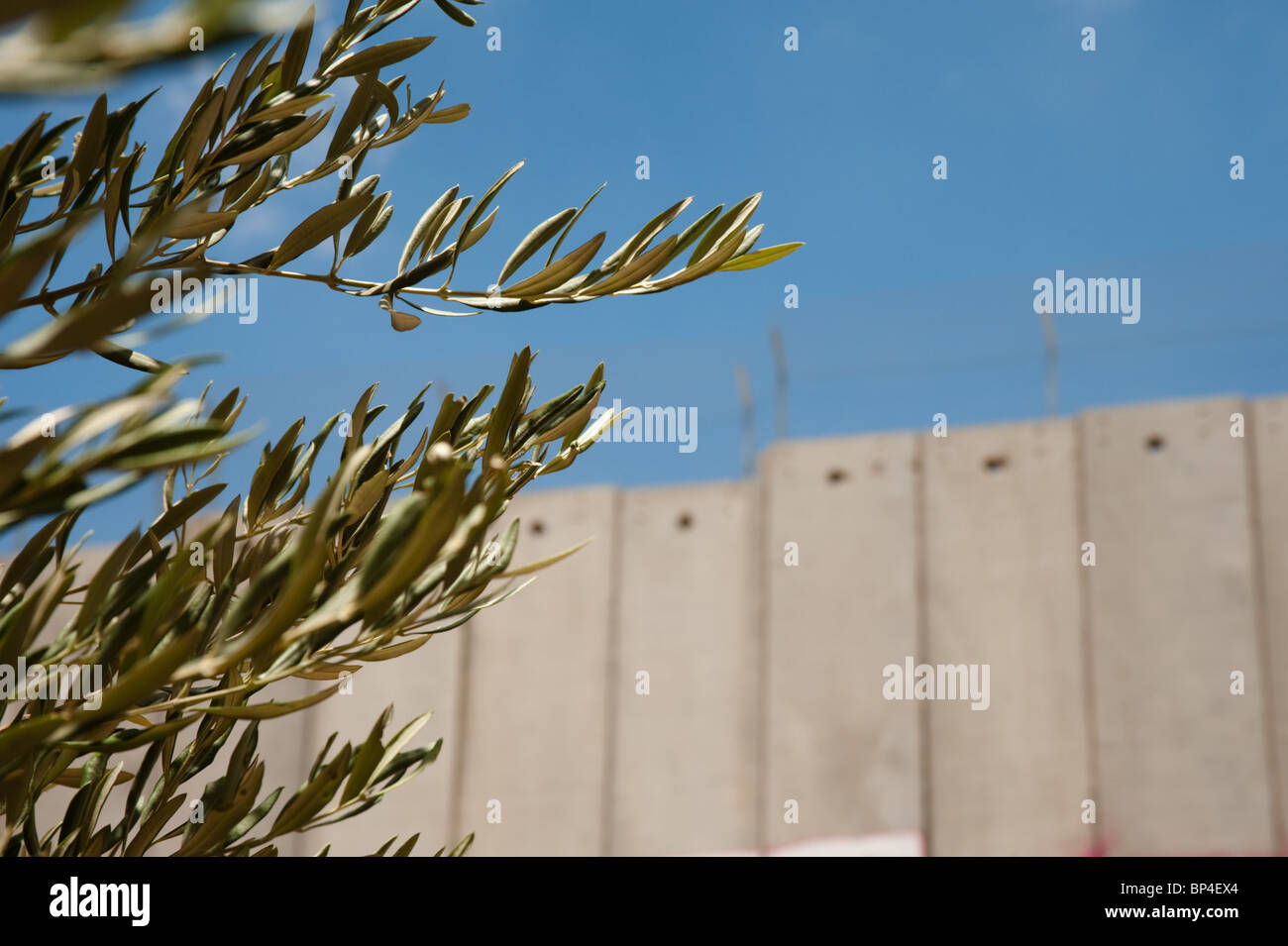 I rami di un albero di olivo frame la separazione israeliano muro in Cisgiordania città di Betlemme. Foto Stock