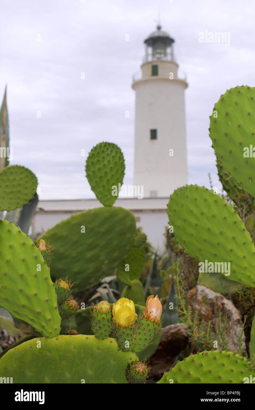 Faro di La Mola Formentera nopal chumbera piante in primo piano Foto Stock