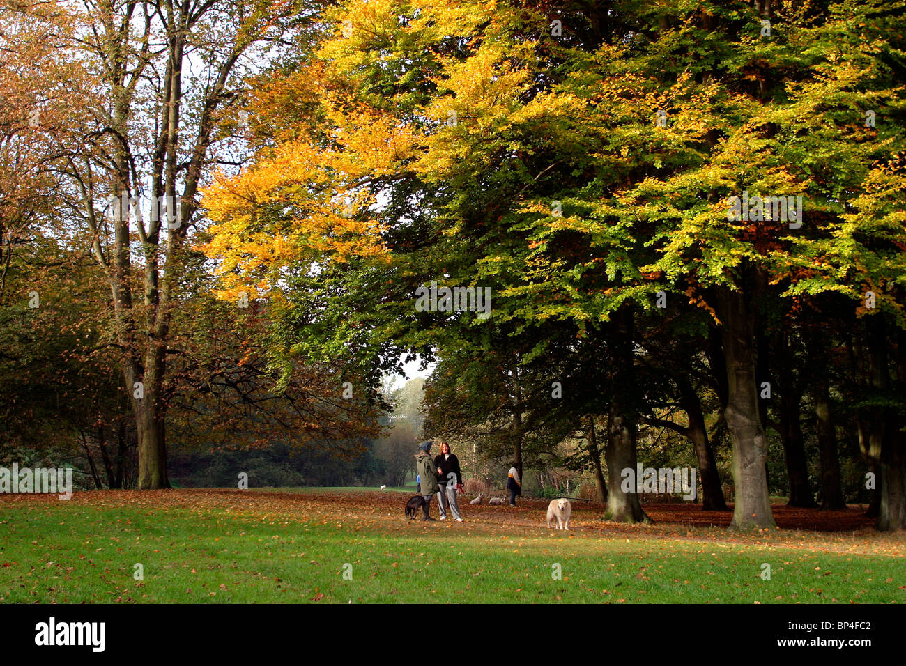 Regno Unito, Inghilterra, Cheshire, Stockport, Bramall Hall, Bramhall Park, giovane pochi cani attraverso gli alberi di autunno Foto Stock