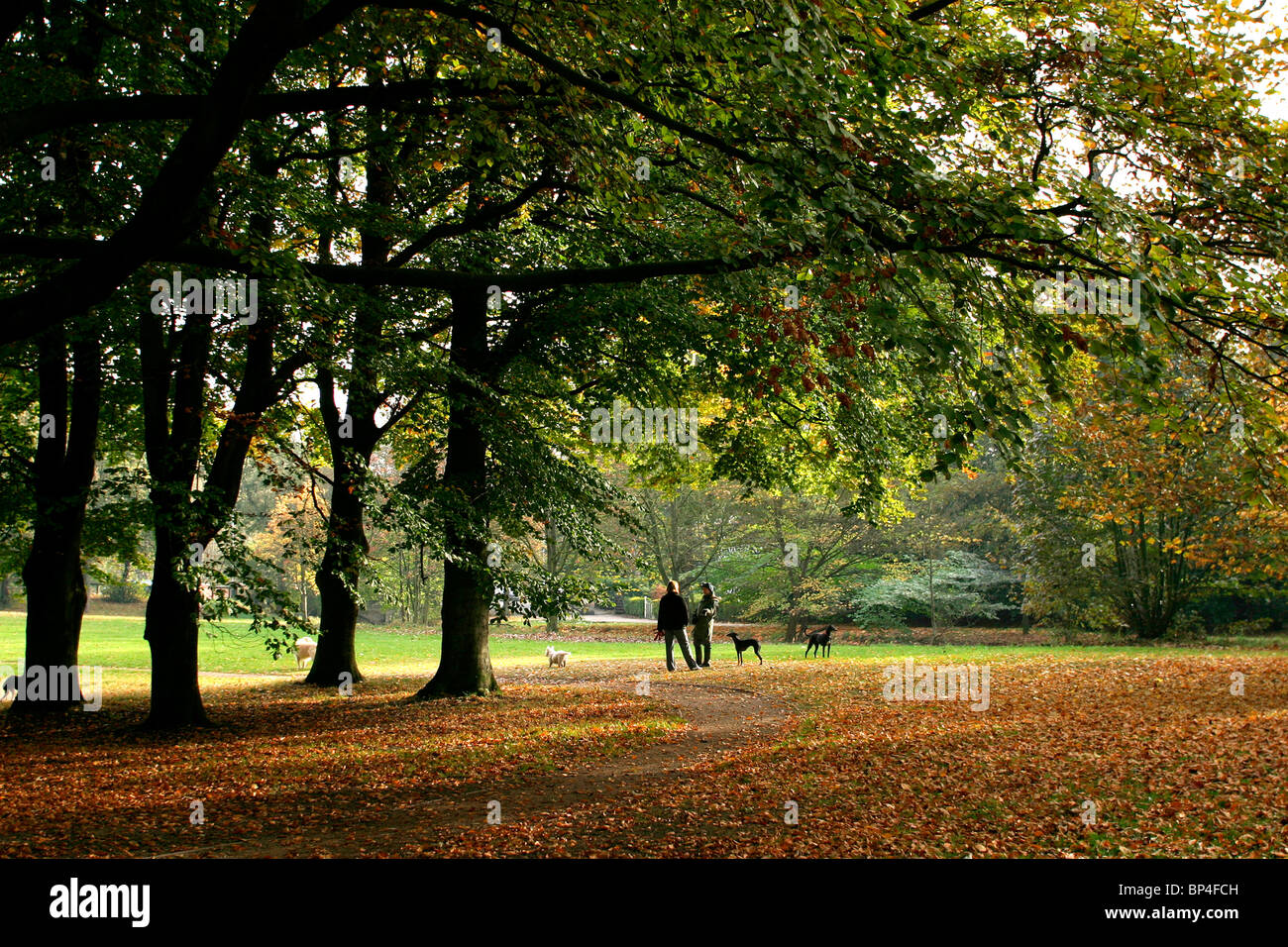 Regno Unito, Inghilterra, Cheshire, Stockport, Bramhall, Bramall Hall, Bramhall Park, la gente camminare cani attraverso gli alberi di autunno Foto Stock
